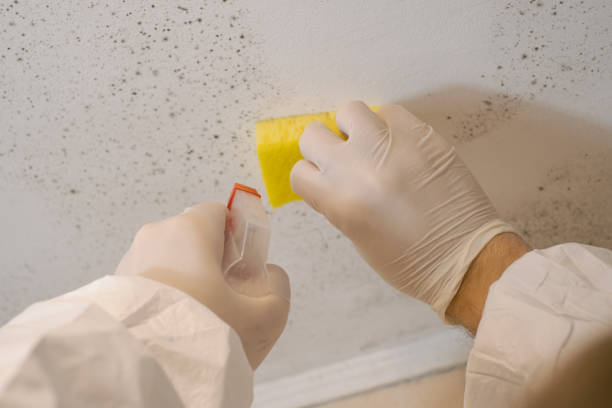 Best Mold Prevention Services  in Hacienda Heights, CA